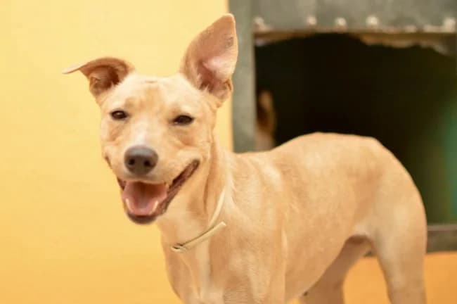 Tonkina dina, female young Mixed Breed for adoption at ALBA Protectora Madrid, Madrid