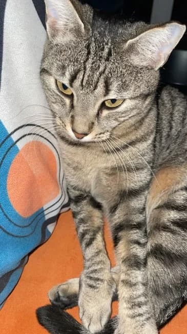 Vara happy, female 4yo Mixed Breed for adoption at ALBA Protectora Madrid, Madrid
