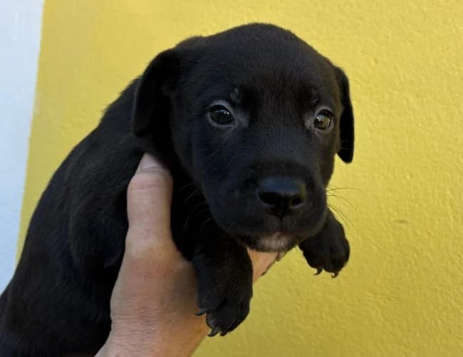 Vasile motril, male puppy Mixed Breed for adoption at ALBA Protectora Madrid, Madrid