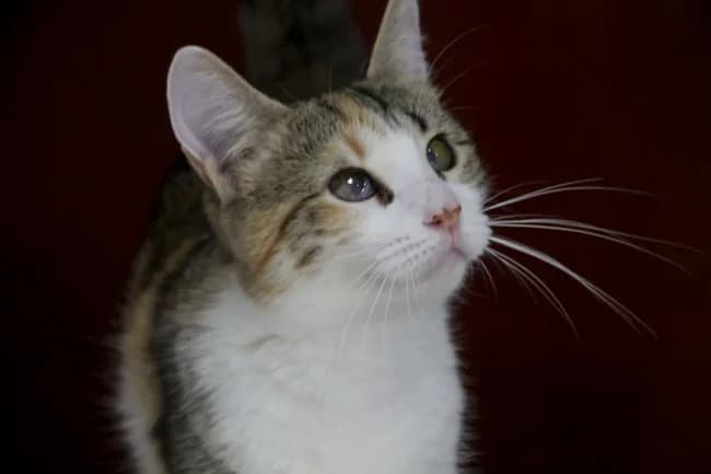Virusa, female young Mixed Breed for adoption at ALBA Protectora Madrid, Madrid