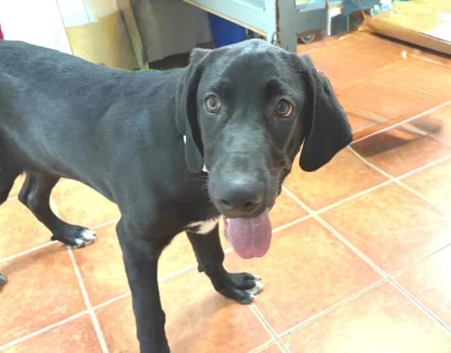 Willy tala, male puppy Mixed Breed for adoption at ALBA Protectora Madrid, Madrid
