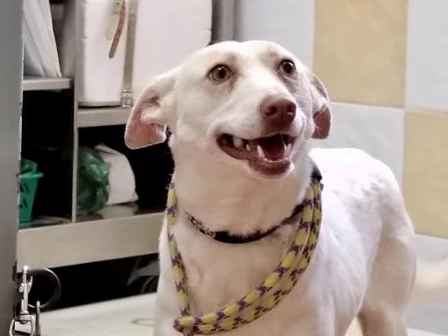 Xusa union, female young Mixed Breed for adoption at ALBA Protectora Madrid, Madrid