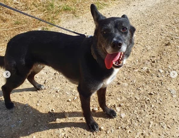 Yaki union, male 4yo Mixed Breed for adoption at ALBA Protectora Madrid, Madrid