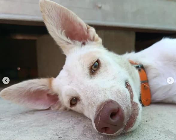 Zazu union, male young Mixed Breed for adoption at ALBA Protectora Madrid, Madrid