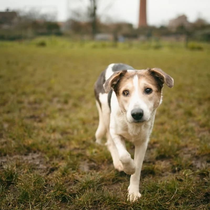 Azalea, female 7yo Mixed Breed for adoption at Albergaria (Asturias)