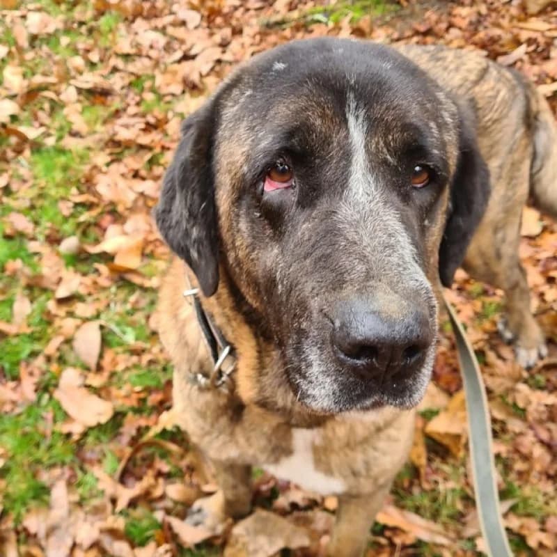 Bella, female Mixed Breed for adoption at Albergaria (Asturias)