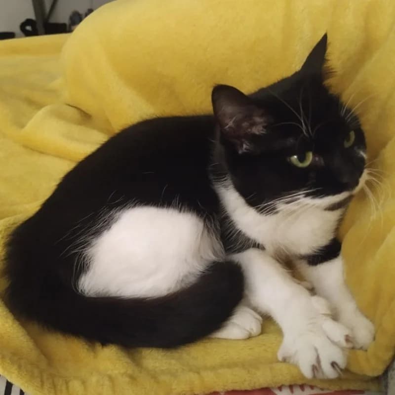 Bimba, female senior Mixed Breed for adoption at Albergaria (Asturias)