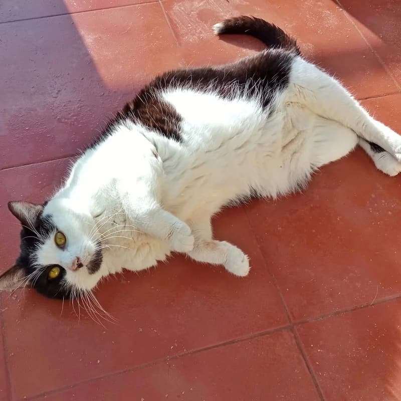 Bones, male Mixed Breed for adoption at Albergaria (Asturias)