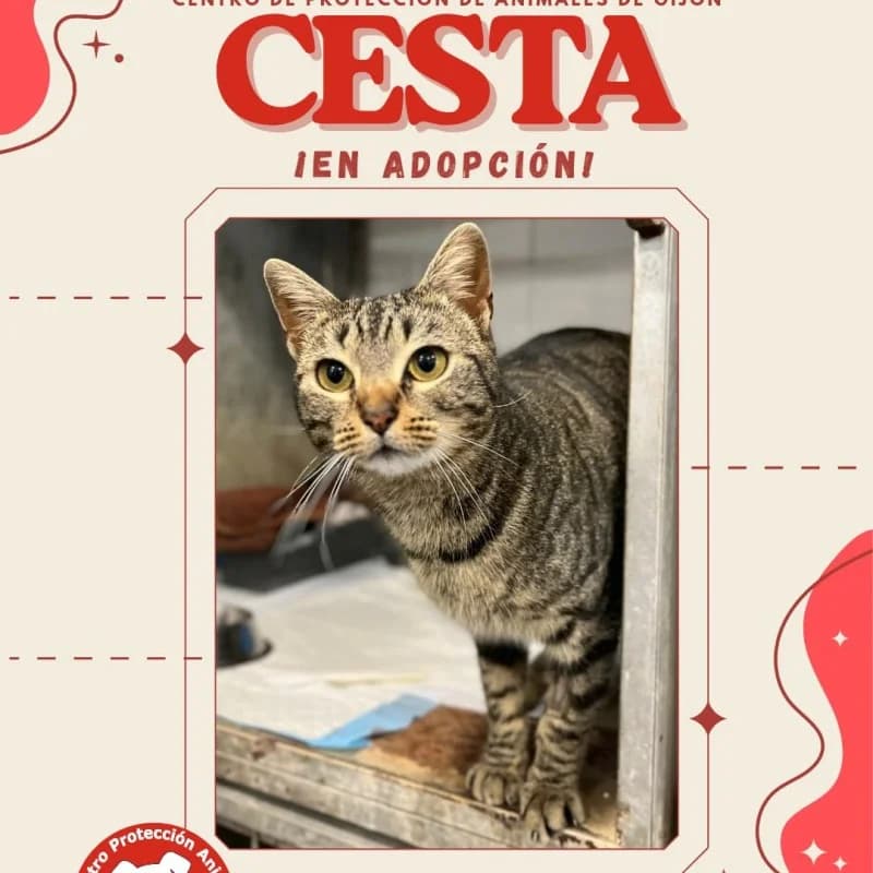 Cesta, female young Mixed Breed for adoption at Albergaria (Asturias)
