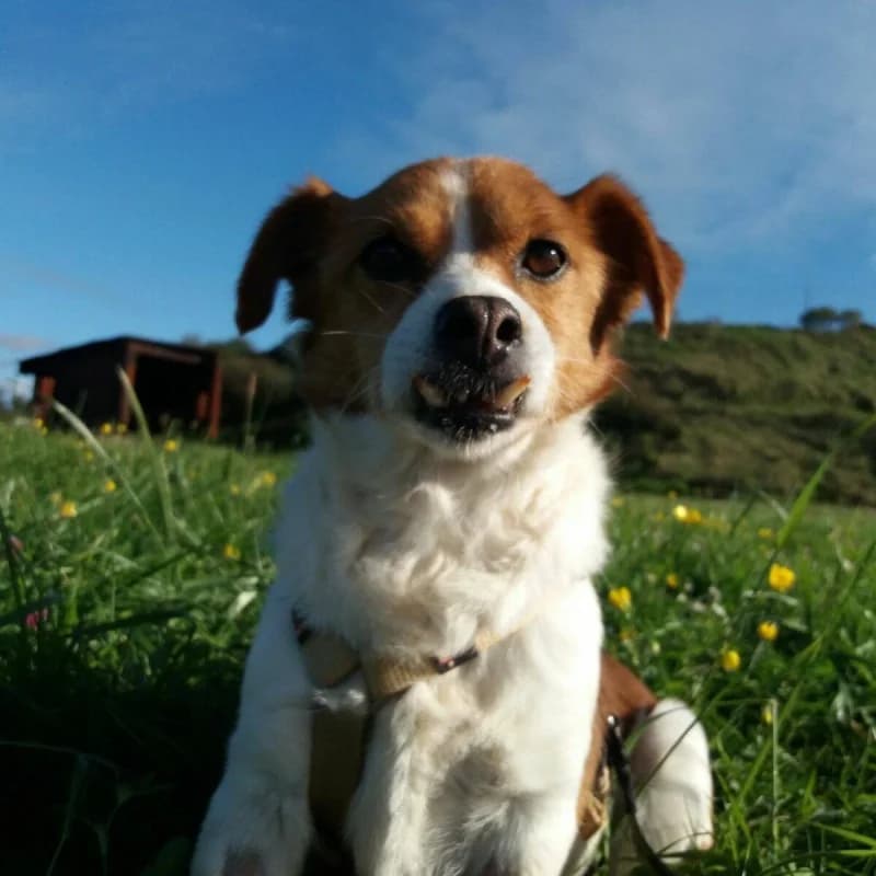 Charo, female senior Mixed Breed for adoption at Albergaria (Asturias)