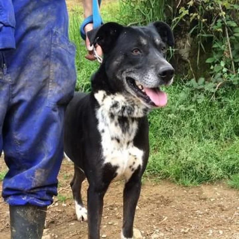 Coco, male senior Mixed Breed for adoption at Albergaria (Asturias)