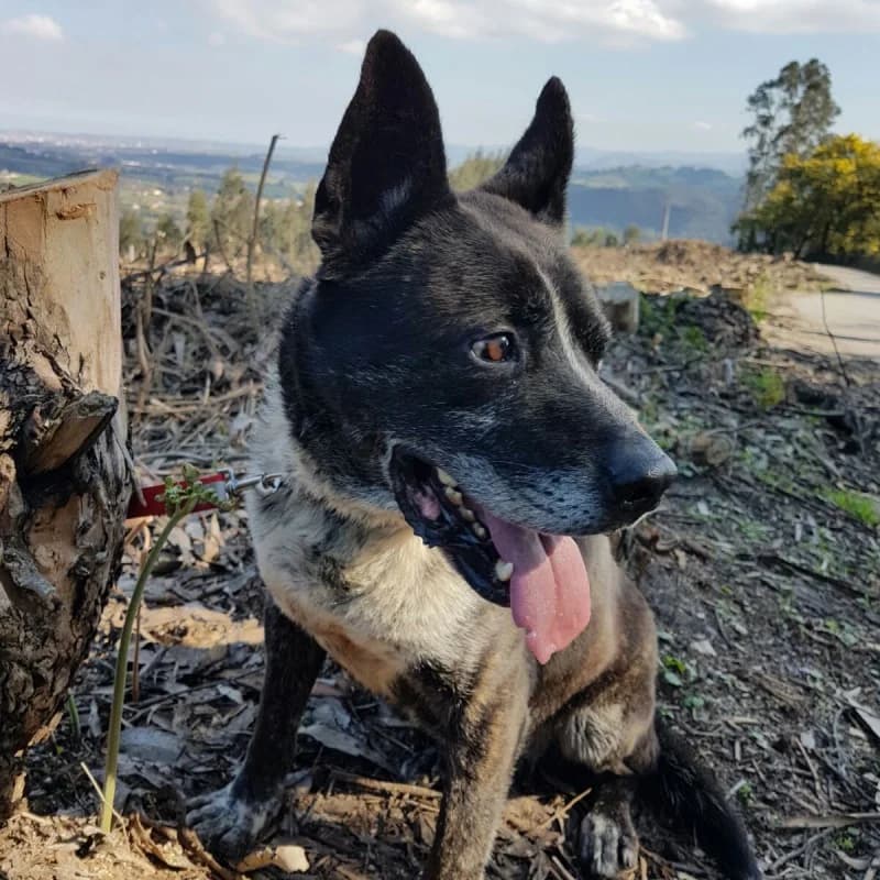 Cron, male senior Mixed Breed for adoption at Albergaria (Asturias)