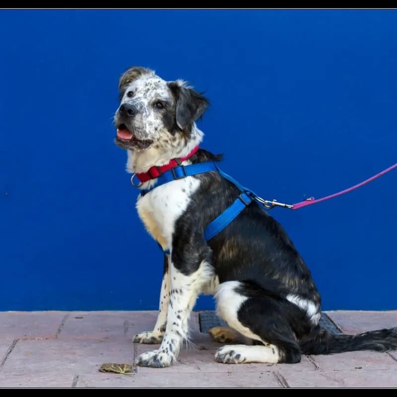 Dama, female senior Mixed Breed for adoption at Albergaria (Asturias)