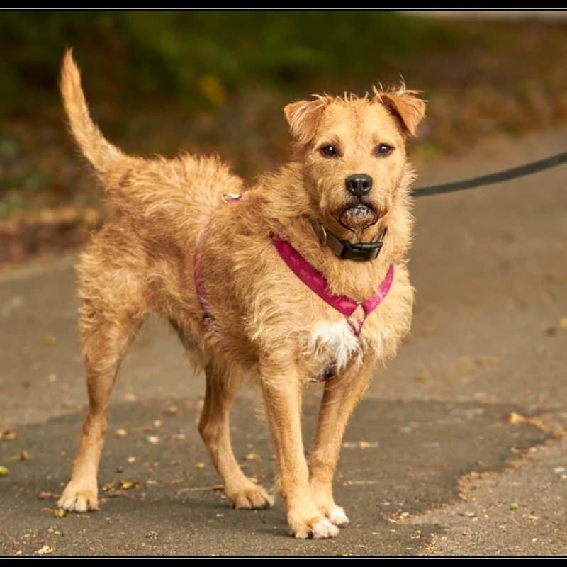 Darko, male senior Mixed Breed for adoption at Albergaria (Asturias)