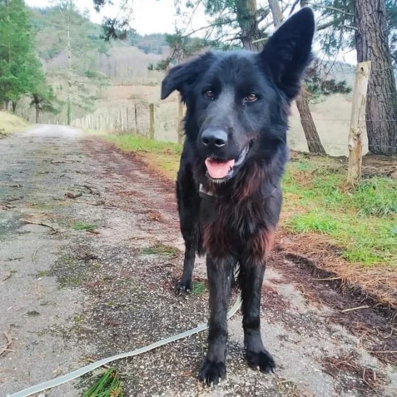 Derby, male 4yo Mixed Breed for adoption at Albergaria (Asturias)