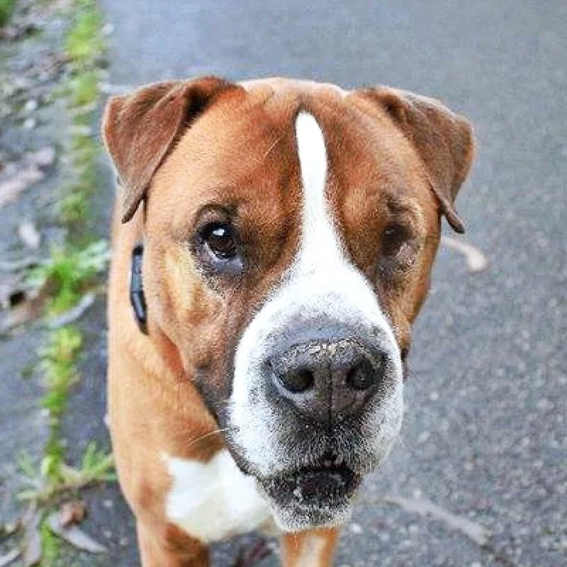 Dolar II, male senior Mixed Breed for adoption at Albergaria (Asturias)