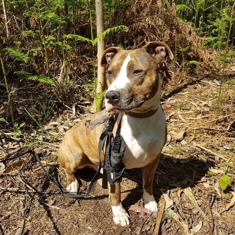 Dolar, male senior Mixed Breed for adoption at Albergaria (Asturias)