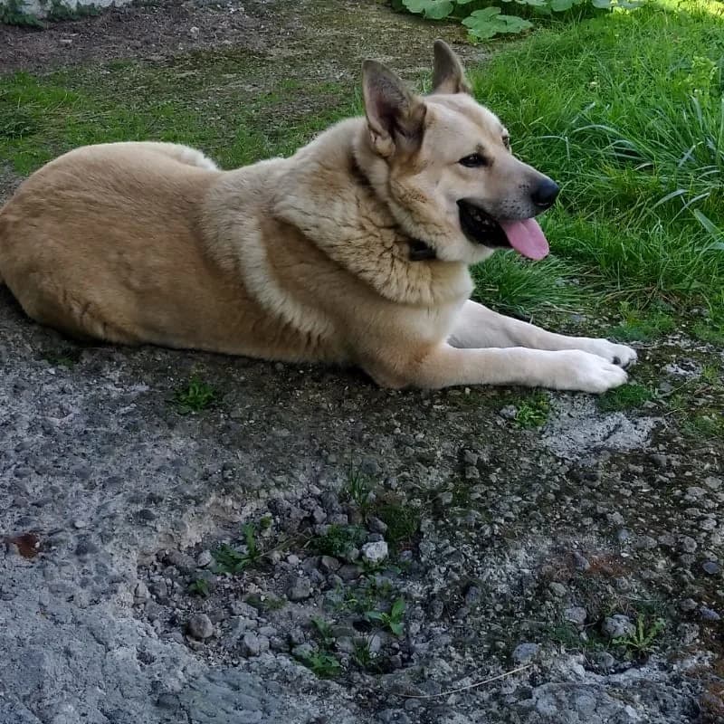 Felipe, male senior Mixed Breed for adoption at Albergaria (Asturias)