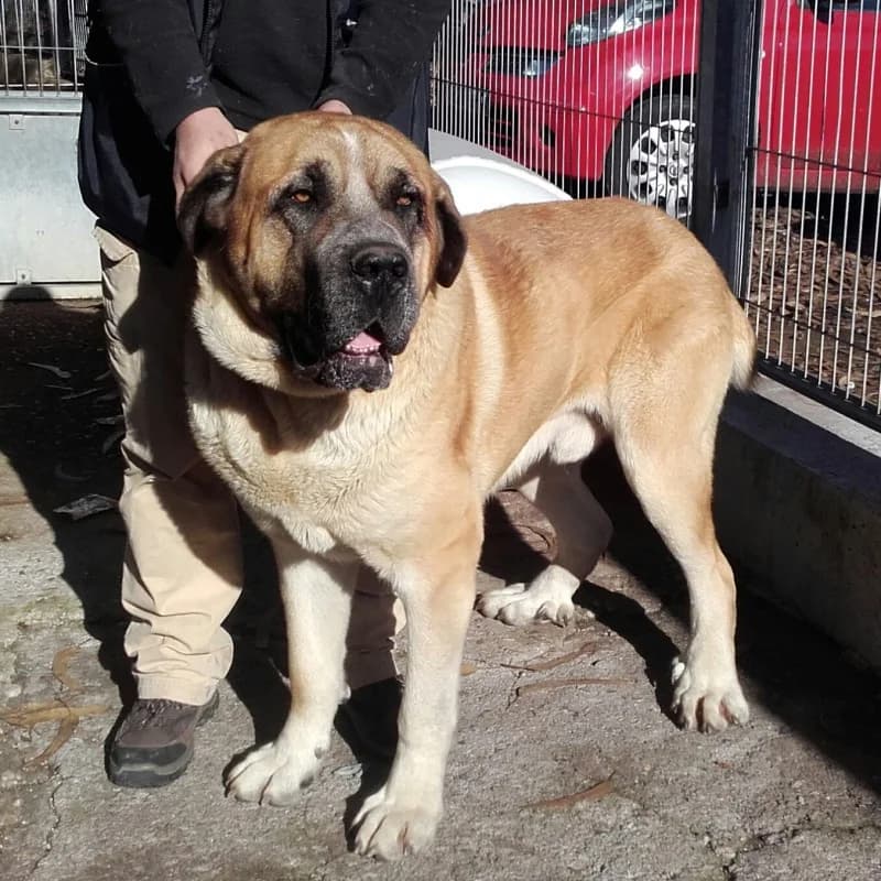 Fredi, male Mixed Breed for adoption at Albergaria (Asturias)