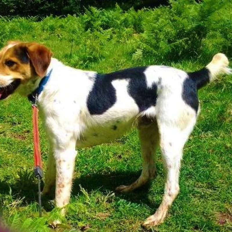 Gastón, male senior Mixed Breed for adoption at Albergaria (Asturias)