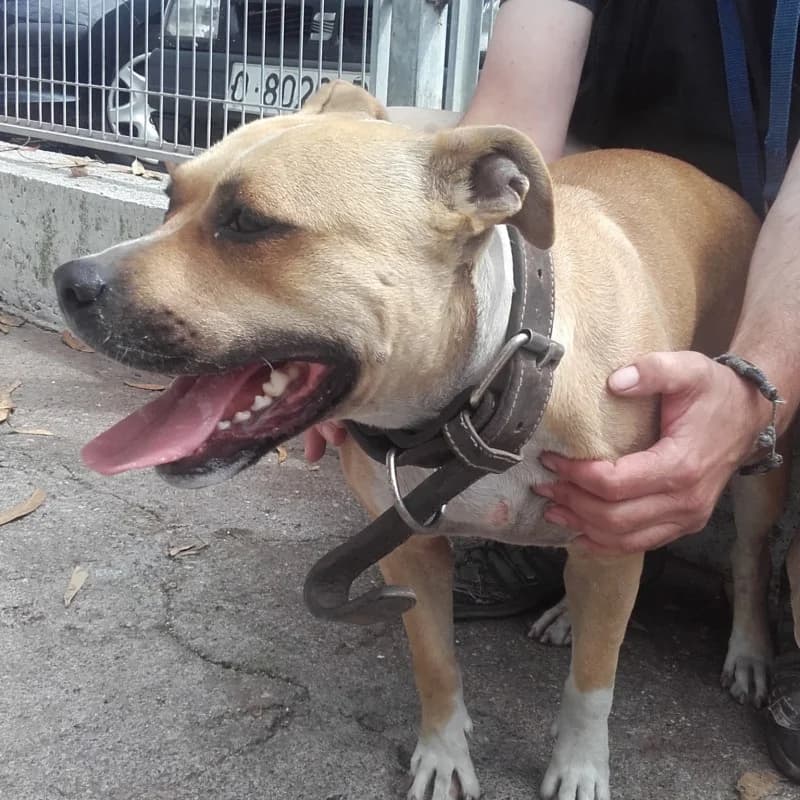Helga, female senior Mixed Breed for adoption at Albergaria (Asturias)