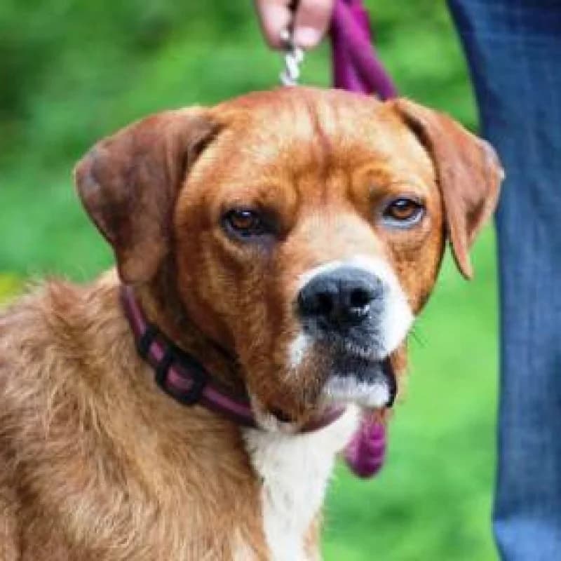 Janfry, male senior Mixed Breed for adoption at Albergaria (Asturias)