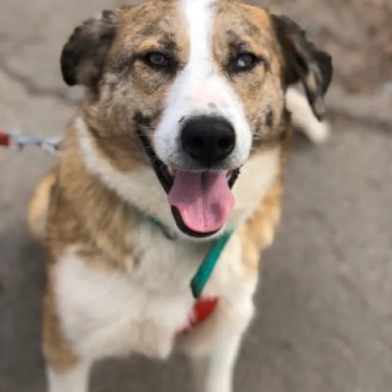 Jerry, male 7yo Mixed Breed for adoption at Albergaria (Asturias)