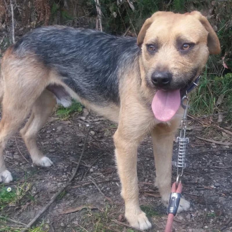 Kenny, male Mixed Breed for adoption at Albergaria (Asturias)