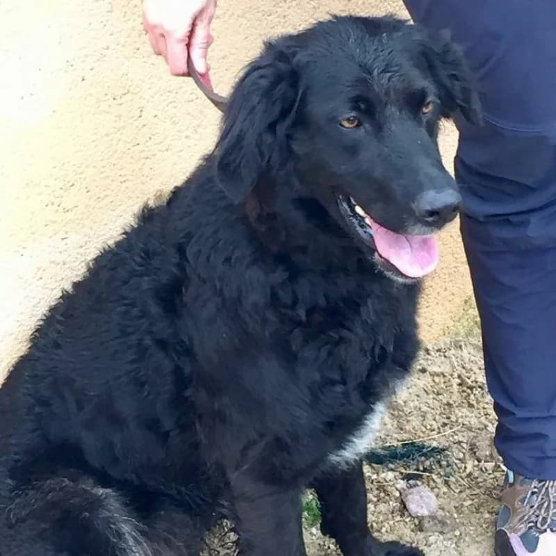 Kira, female senior Mixed Breed for adoption at Albergaria (Asturias)