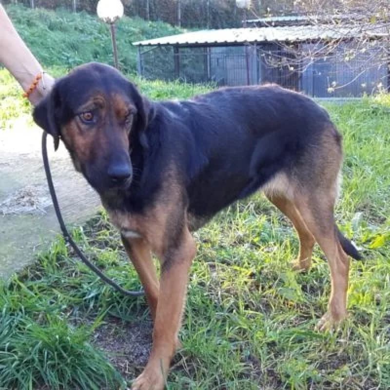 Kuki, female senior Mixed Breed for adoption at Albergaria (Asturias)