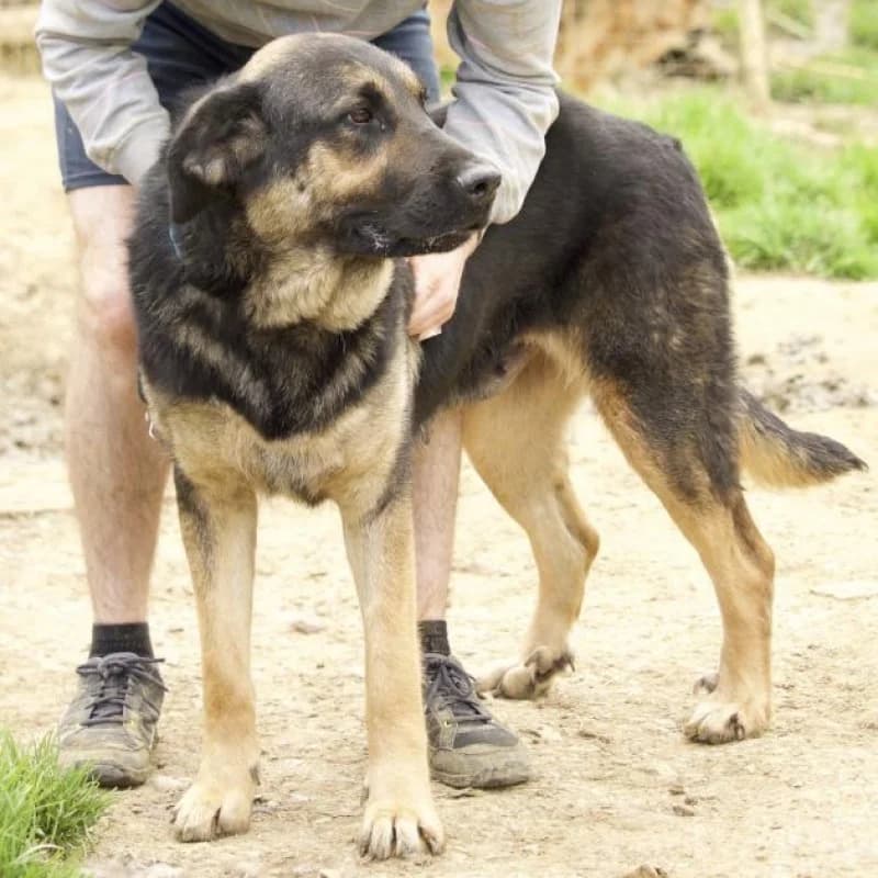 Laika, female senior Mixed Breed for adoption at Albergaria (Asturias)