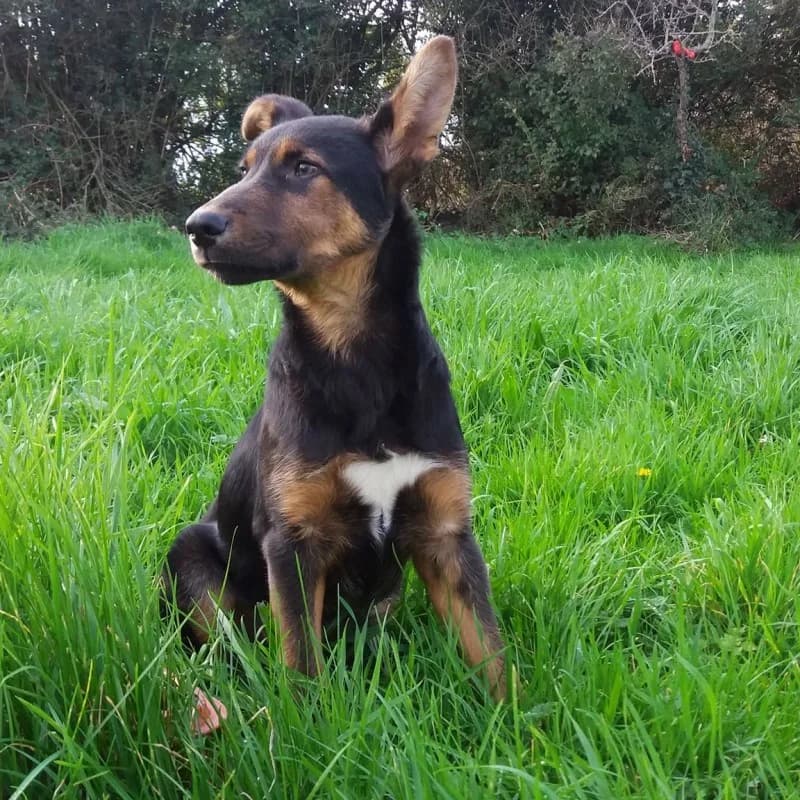 Luki, male senior Mixed Breed for adoption at Albergaria (Asturias)