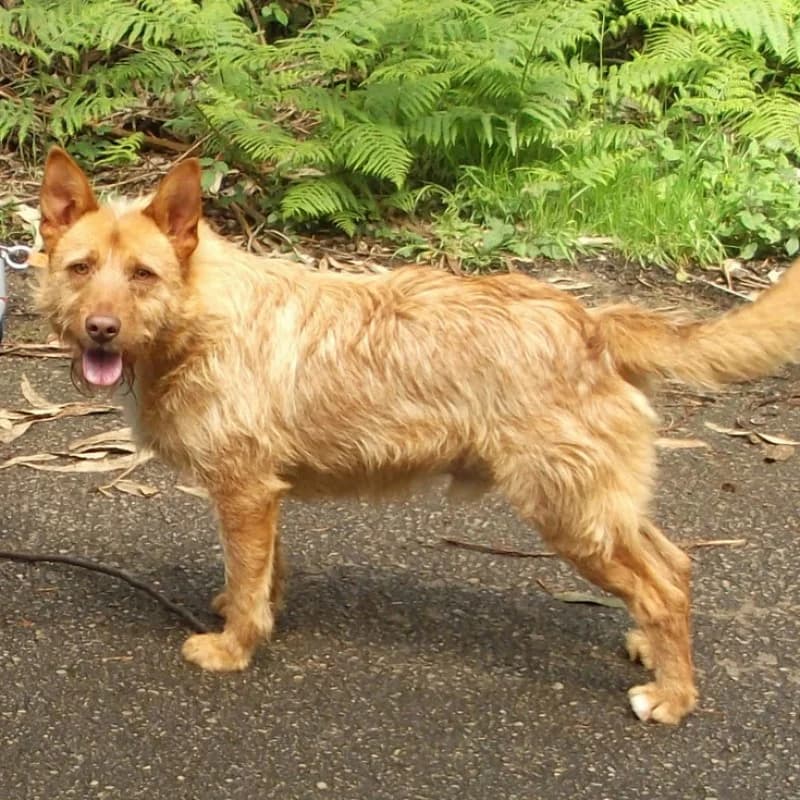 Mañes, male Mixed Breed for adoption at Albergaria (Asturias)