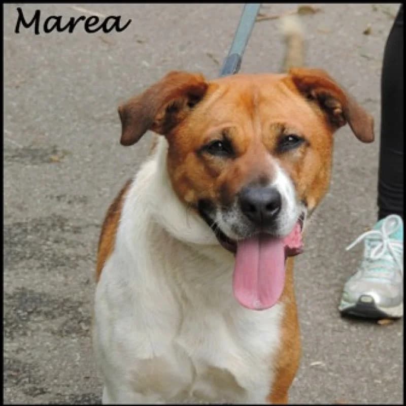 Marea, female Mixed Breed for adoption at Albergaria (Asturias)
