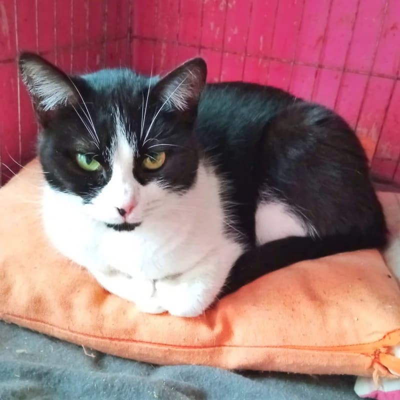 Maya, female Mixed Breed for adoption at Albergaria (Asturias)