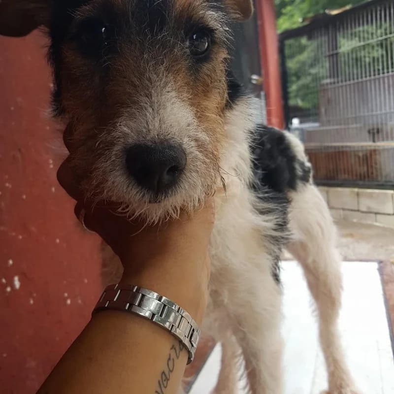 Mena, female senior Mixed Breed for adoption at Albergaria (Asturias)