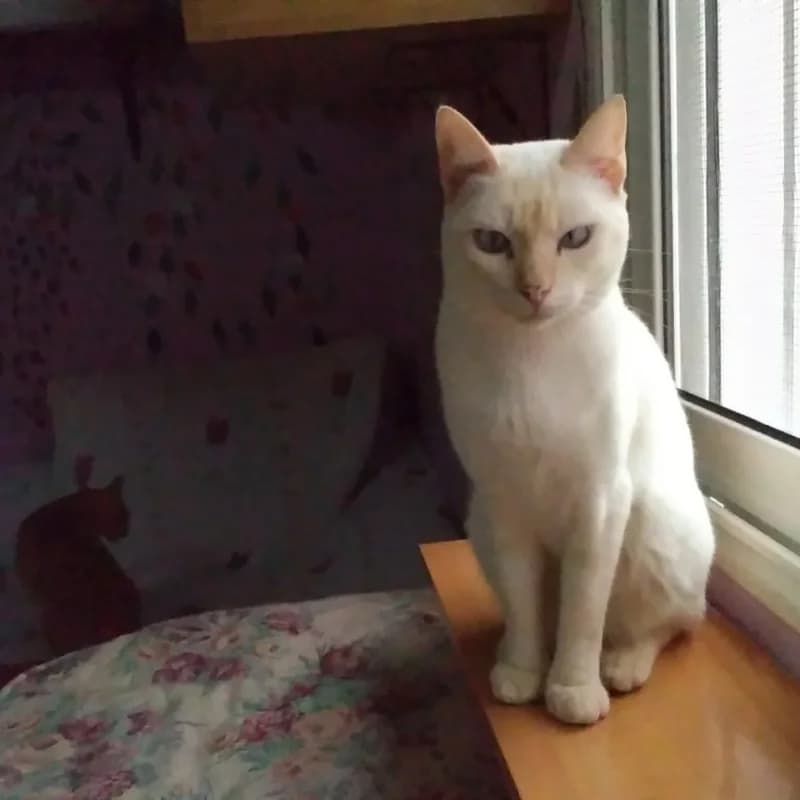 Merlin, male Mixed Breed for adoption at Albergaria (Asturias)