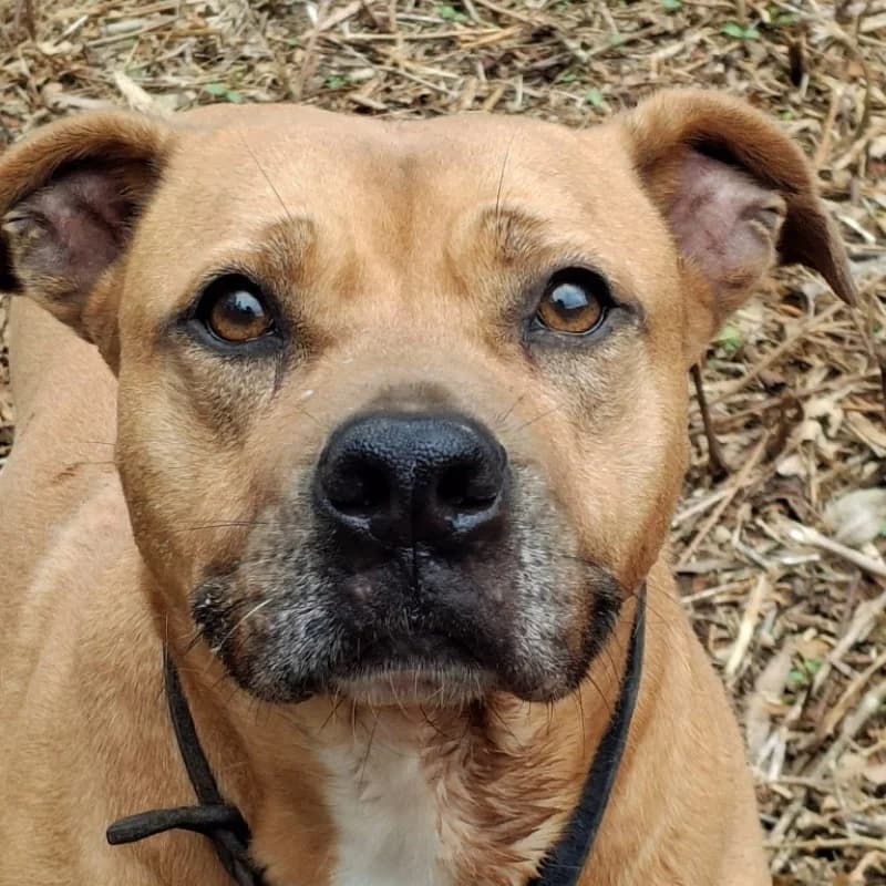 Mia, female 7yo Mixed Breed for adoption at Albergaria (Asturias)