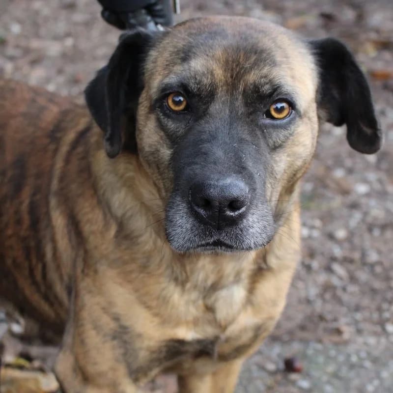 Molly, female senior Mixed Breed for adoption at Albergaria (Asturias)