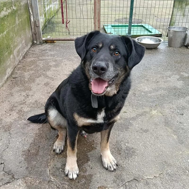 Mowgli, male senior Mixed Breed for adoption at Albergaria (Asturias)