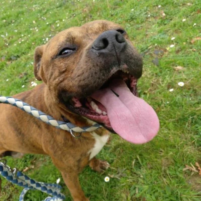 Nano, male Mixed Breed for adoption at Albergaria (Asturias)