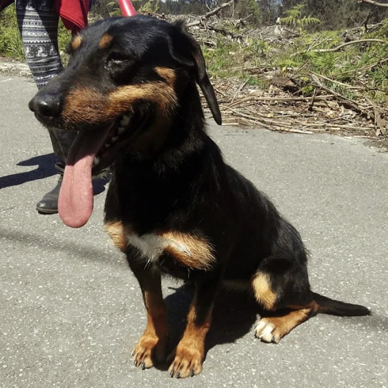 Nena, female Mixed Breed for adoption at Albergaria (Asturias)