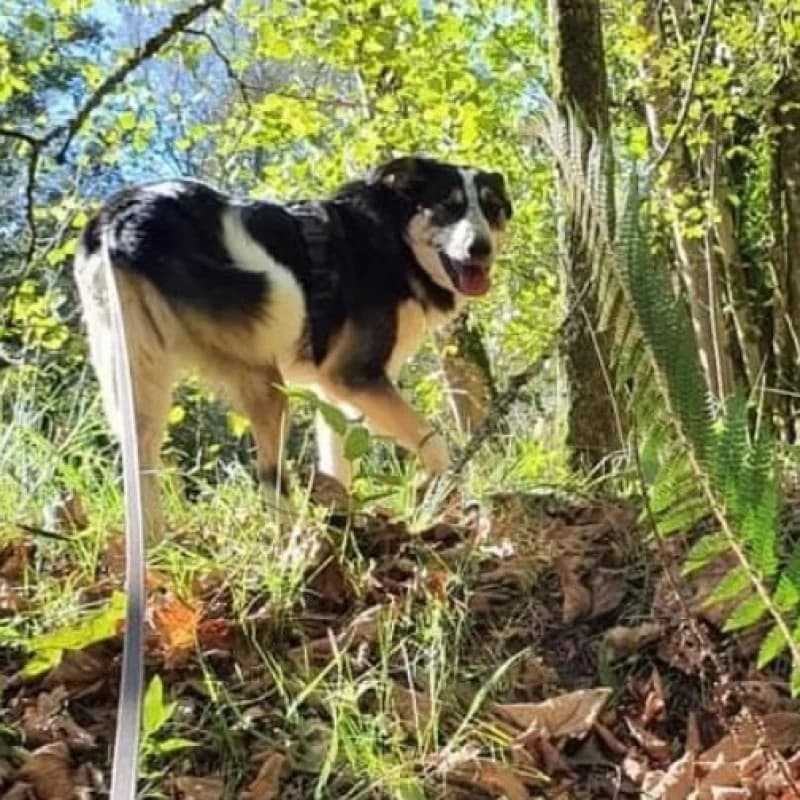 Nero, male 4yo Mixed Breed for adoption at Albergaria (Asturias)