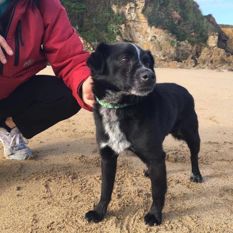 Nico, male Mixed Breed for adoption at Albergaria (Asturias)