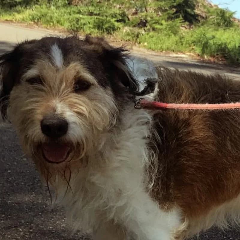 Niño, male Mixed Breed for adoption at Albergaria (Asturias)