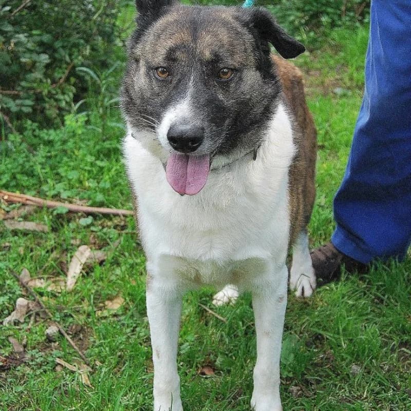 Nolín, male Mixed Breed for adoption at Albergaria (Asturias)