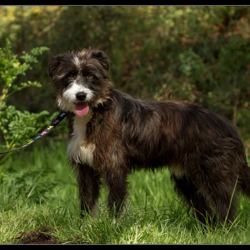 Pipo, male senior Mixed Breed for adoption at Albergaria (Asturias)