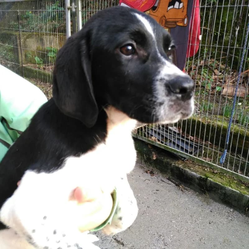 Princesita, female senior Mixed Breed for adoption at Albergaria (Asturias)