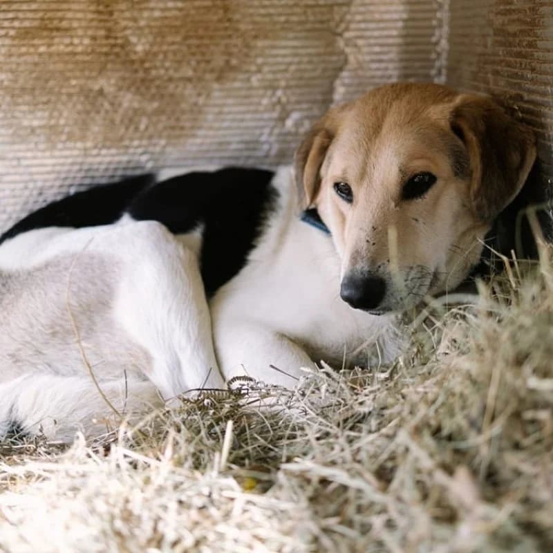 Roble, male 7yo Mixed Breed for adoption at Albergaria (Asturias)