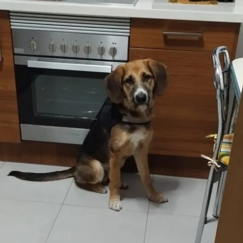 Rocky, male young Mixed Breed for adoption at Albergaria (Asturias)